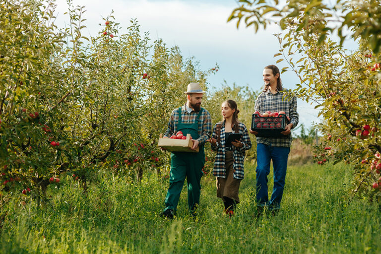 Two bearded mustachioed farmer field workers go and tell a woman about harvesting her tablet. Apple orchard, agricultural business, smiles on faces, success at work. Workers in the apple garden.