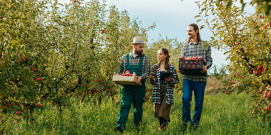 Two bearded mustachioed farmer field workers go and tell a woman about harvesting her tablet. Apple orchard, agricultural business, smiles on faces, success at work. Workers in the apple garden.